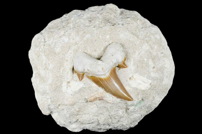 Otodus Shark Tooth Fossil in Rock - Eocene #174156